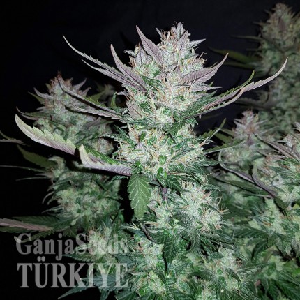 Auto Dark Devil feminised Ganja Seeds