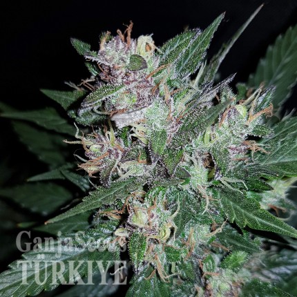 Auto Dark Devil feminised Ganja Seeds