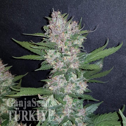 Auto Dark Devil feminised Ganja Seeds