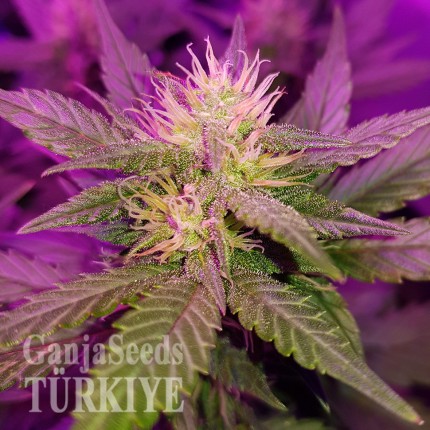 Auto Dark Devil feminised Ganja Seeds