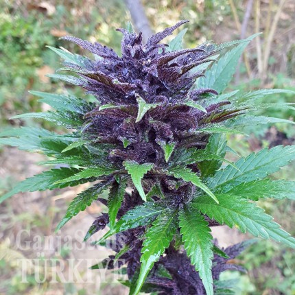 Auto Dark Devil feminised Ganja Seeds