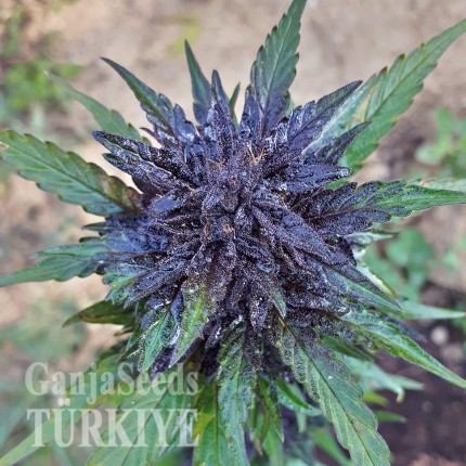 Auto Dark Devil feminised Ganja Seeds