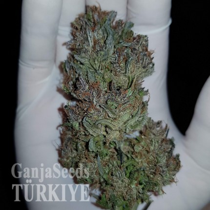 Auto Dark Devil feminised Ganja Seeds