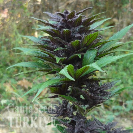 Auto Dark Devil feminised Ganja Seeds