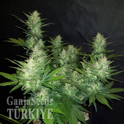 Auto Dark Devil feminised Ganja Seeds