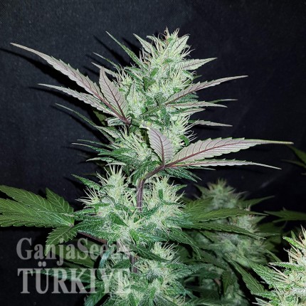 Auto Dark Devil feminised Ganja Seeds