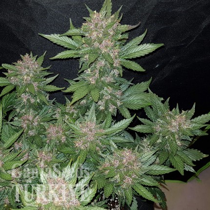 Auto Dark Devil feminised Ganja Seeds
