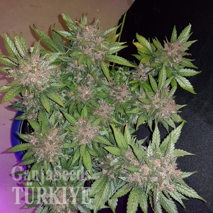 Auto Dark Devil feminised Ganja Seeds