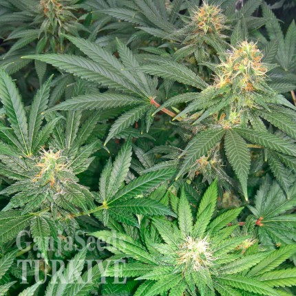 Early Skunk feminised Ganja Seeds