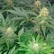 Early Skunk feminised Ganja Seeds Güçlü kenevir tohumları