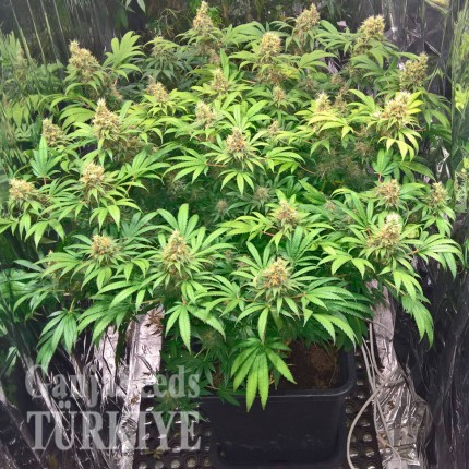 Early Skunk feminised Ganja Seeds