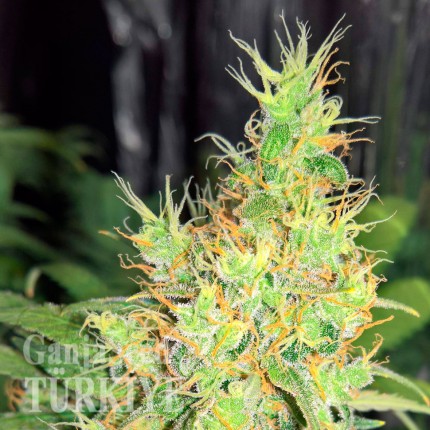 Early Skunk feminised Ganja Seeds