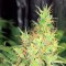 Early Skunk feminised Ganja Seeds Tıbbi kenevir tohumları