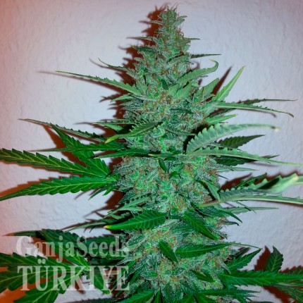 Early Skunk feminised Ganja Seeds