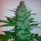 Early Skunk feminised Ganja Seeds Tıbbi sınıf kenevir çeşidi tohumları