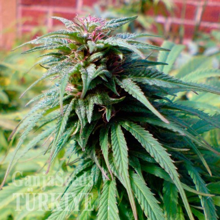 Early Skunk feminised Ganja Seeds