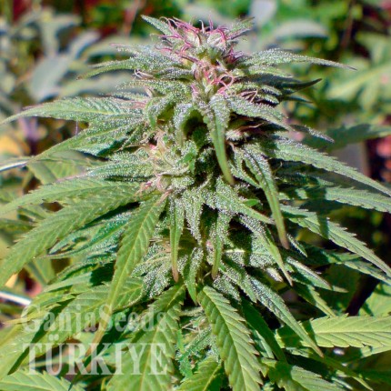 Early Skunk feminised Ganja Seeds