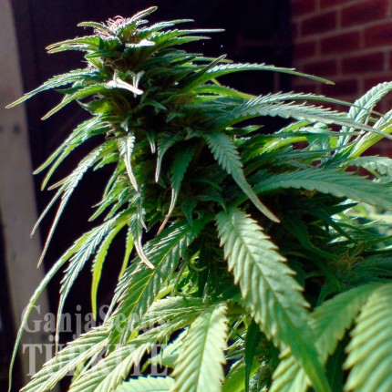 Early Skunk feminised Ganja Seeds