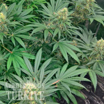 Early Skunk feminised Ganja Seeds