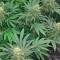 Antalya’da Early Skunk feminised Ganja Seeds kenevir tohumu