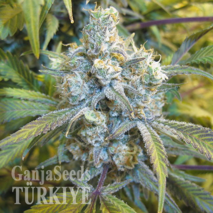 Auto Super Silver Haze feminised Ganja Seeds