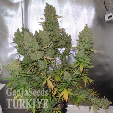 Auto Blueberry feminised Ganja Seeds