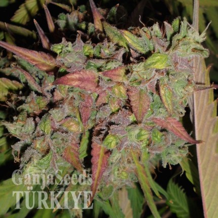 Auto Blueberry feminised Ganja Seeds