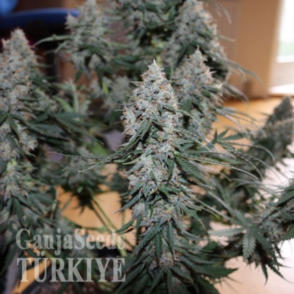 Auto Blueberry feminised Ganja Seeds