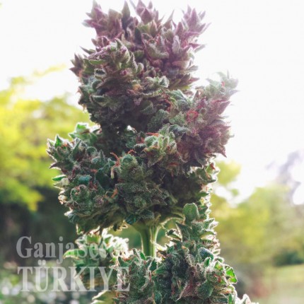 Auto Blueberry feminised Ganja Seeds