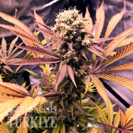 Auto Blueberry feminised Ganja Seeds
