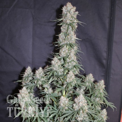 Auto Blueberry feminised Ganja Seeds