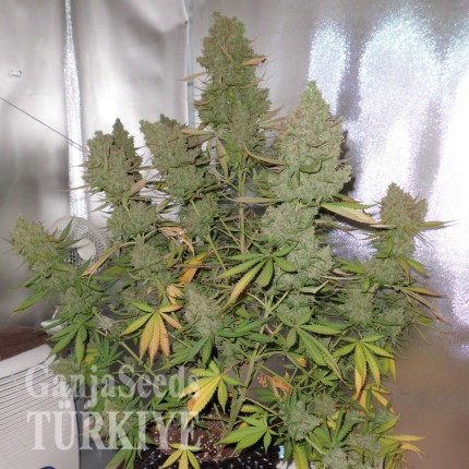 Auto Blueberry feminised Ganja Seeds