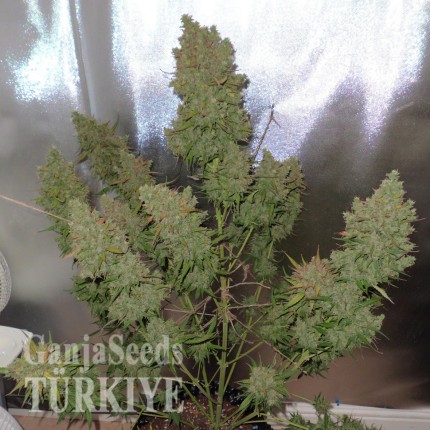 Auto Blueberry feminised Ganja Seeds