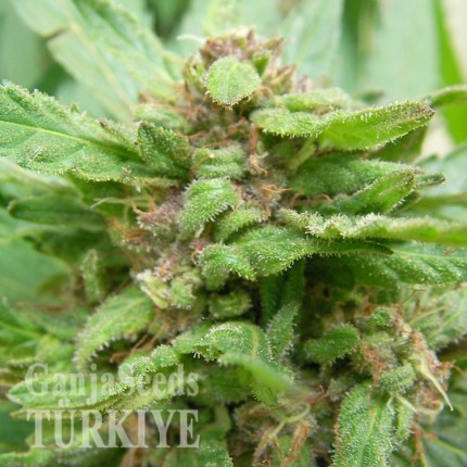 Grapefruit Alpha Dog feminised Ganja Seeds