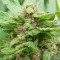 Antalya’da Grapefruit Alpha Dog feminised Ganja Seeds kenevir tohumu