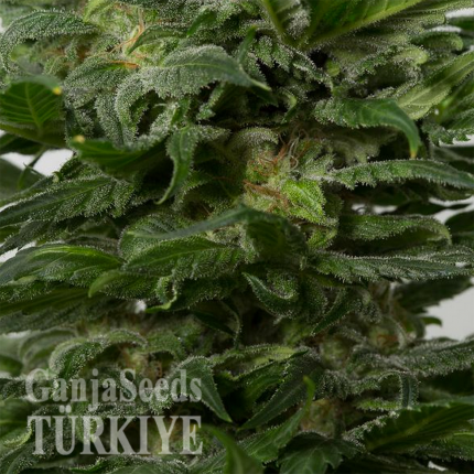 Grapefruit Alpha Dog feminised Ganja Seeds