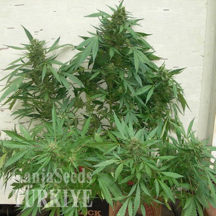 Grapefruit Alpha Dog feminised Ganja Seeds