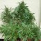 Bursa’da Grapefruit Alpha Dog feminised Ganja Seeds kenevir tohumu