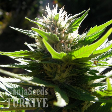 Grapefruit Alpha Dog feminised Ganja Seeds