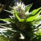 Adana’da Grapefruit Alpha Dog feminised Ganja Seeds kenevir tohumu