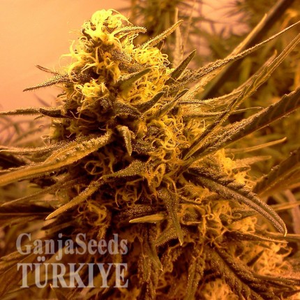 Grapefruit Alpha Dog feminised Ganja Seeds