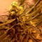 Aydın’da Grapefruit Alpha Dog feminised Ganja Seeds kenevir tohumu