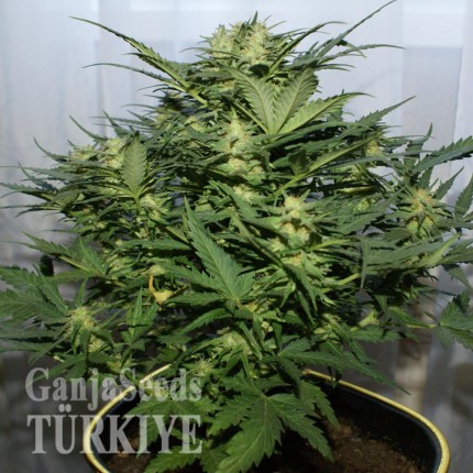 Grapefruit Alpha Dog feminised Ganja Seeds