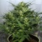 Denizli’de Grapefruit Alpha Dog feminised Ganja Seeds kenevir tohumu