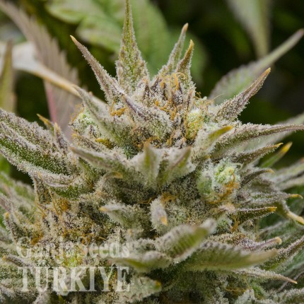 Grapefruit Alpha Dog feminised Ganja Seeds