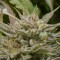 Hatay’da Grapefruit Alpha Dog feminised Ganja Seeds kenevir tohumu