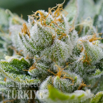 Grapefruit Alpha Dog feminised Ganja Seeds