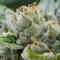 Isparta’da Grapefruit Alpha Dog feminised Ganja Seeds kenevir tohumu