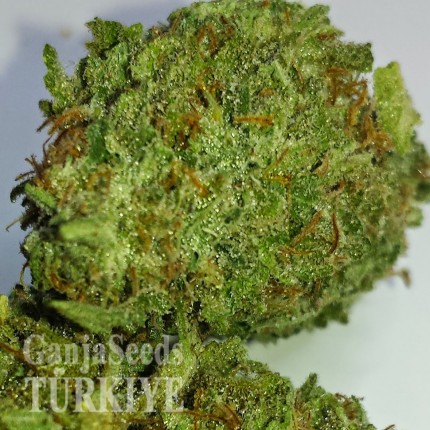 Grapefruit Alpha Dog feminised Ganja Seeds