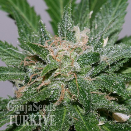 Grapefruit Alpha Dog feminised Ganja Seeds